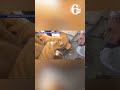Policajac prerušen u plišanog medvjeda uhapsio majku i kćerku, članice bande (VIDEO)