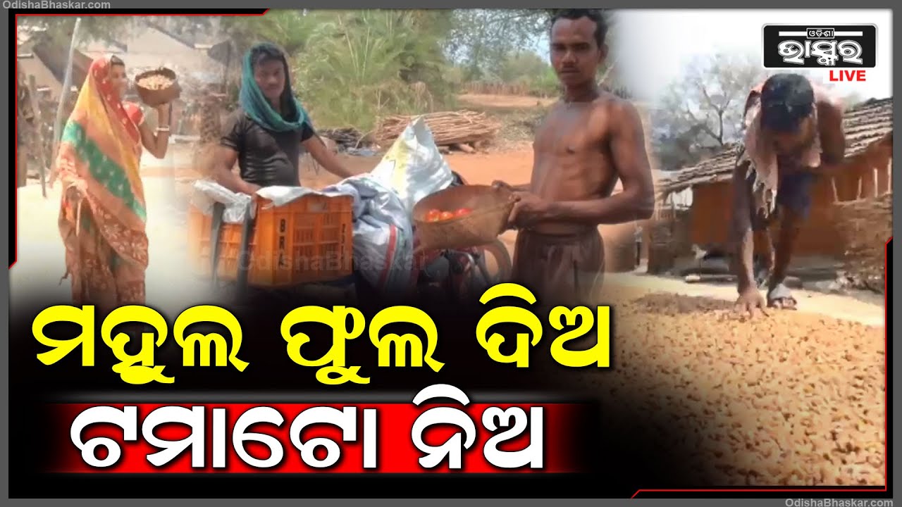 ଟଙ୍କା ନୁହେଁ, ଏଠି ସାମଗ୍ରୀ ଦ୍ୱାରା ହୁଏ ଅଦଳ ବଦଳ | ମହୁଲ ଫୁଲ ଦେଇ ଟମାଟୋ ନିଅନ୍ତି ଗ୍ରାମବାସୀ