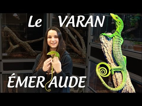 Vidéo: Peut-on garder des varans comme animaux de compagnie ?