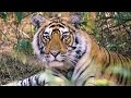 India's Tigers: A Threatened Species