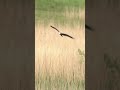 Marsh Harrier hunting the reeds