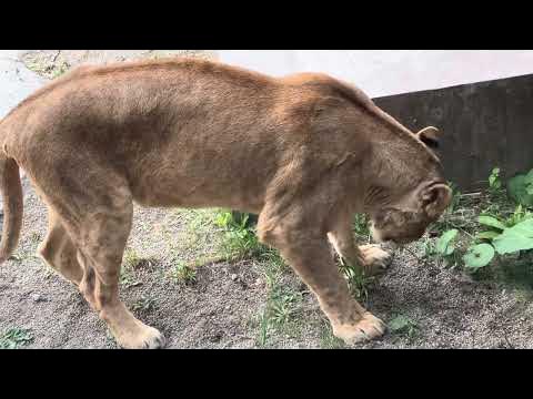 円山動物園 ライオン クレイ&イト草を食む 川島四郎 YouTube