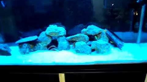 New Eshopps overflow and new FW Sump