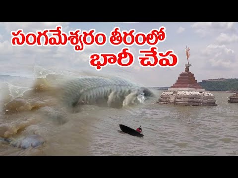 సంగమేశ్వరం తీరంలోకి భారీచేప||Huge fish in Sangameshwaram in kurnool district