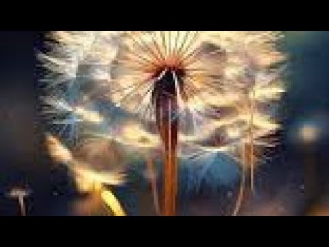 مسلسل امنيه وإن تحققت الحلقه الاخيره بكاء منحرى بدايه جديده مع ابهيرا روهى وزواج ابعيرا من حبيب روهى