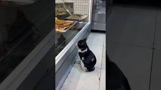 🐈 🐠  у каждого своя мечта. ( Стамбул ) Istanbul