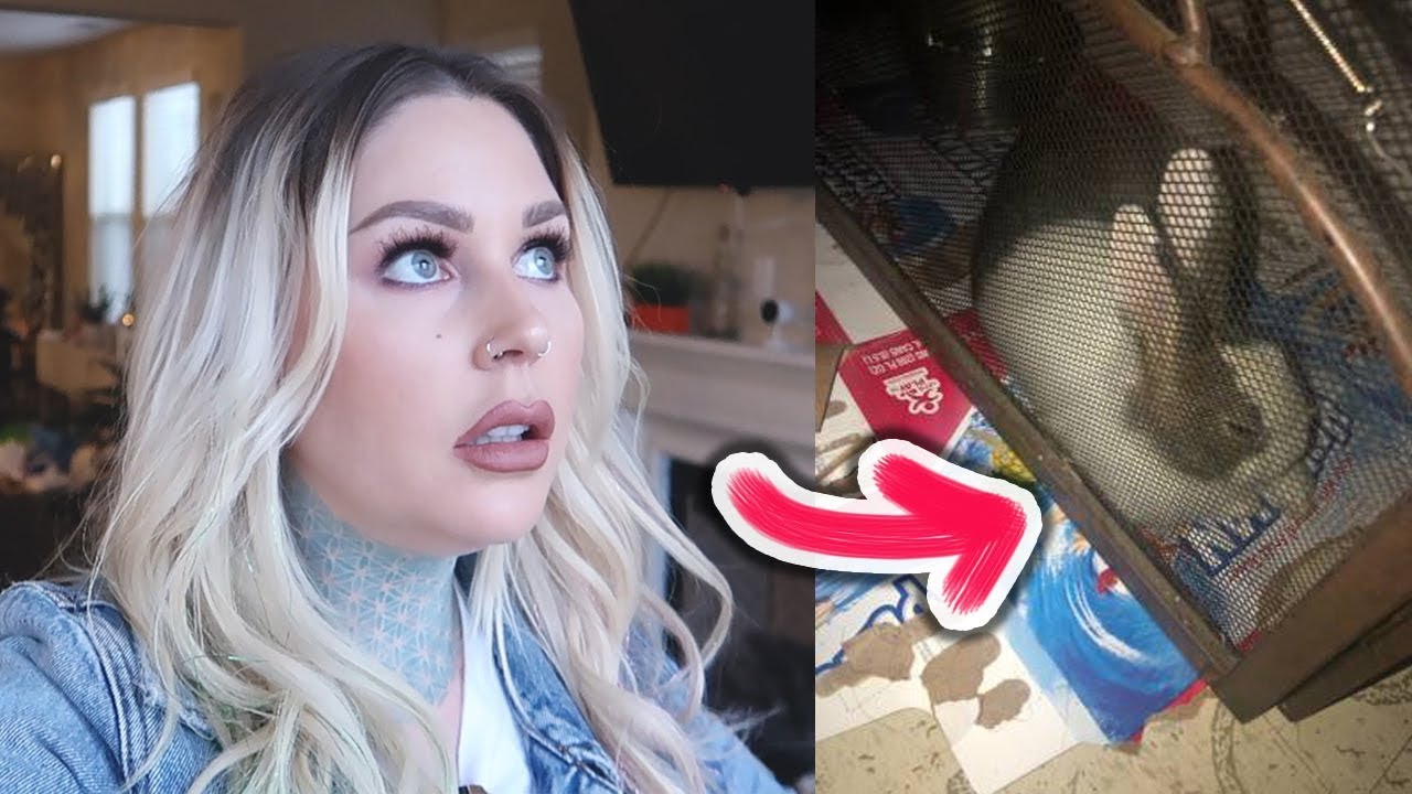 WE RESCUED BUNNY RABBIT! | KristenLeannimal