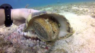 Triton Snail