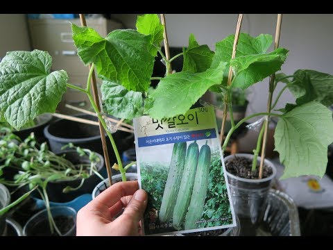 Video Cách ươm dưa leo Hàn Quốc ,ươm dưa lưới ,dưa hoàng... - youtube