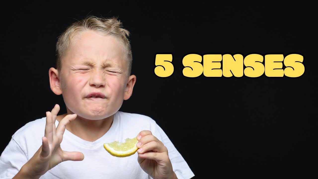 Five Senses 👀 For Kids | Learn About Your Body’s Senses | Preschool Learning | 