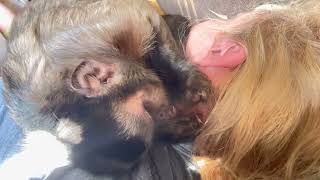 Capuchin Monkey Grooming His Pet Human