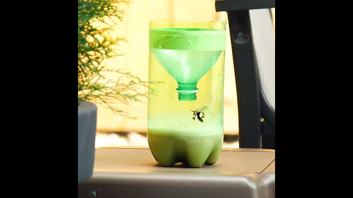 Easy Mosquito Trap | Outdoor DIY