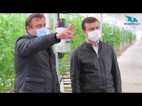 გორში მდებარე სათბური სრული დატვირთვით მუშაობს