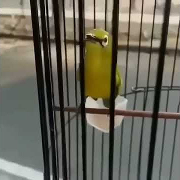 OCEHAN PLECI RASA NANO NANO