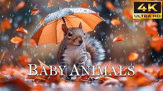 Serene World Of Baby Animals 4K | Peaceful Piano & Guitar Music For Relaxation, Relaxing Music