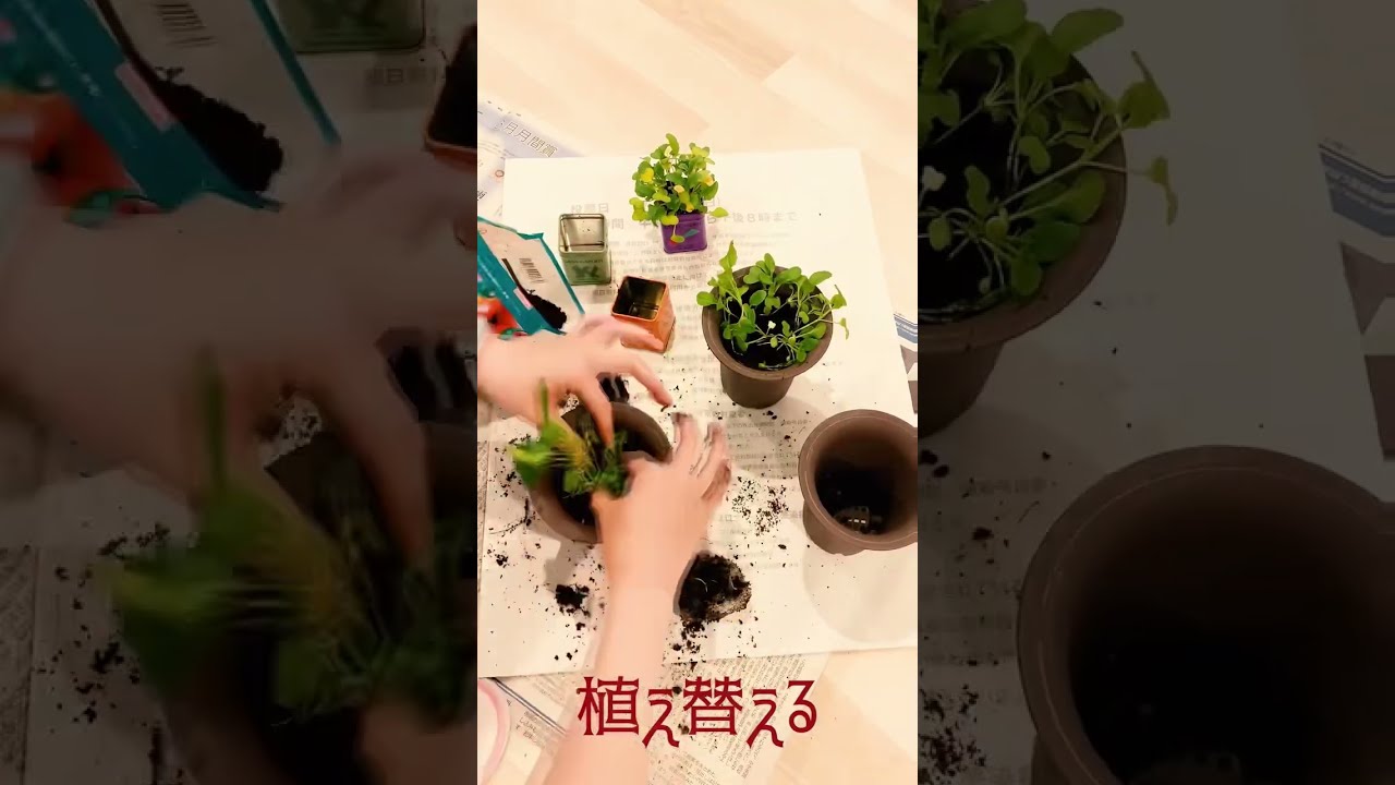 藤井風🥕野菜缶🥦育成日記③🍅 #fujiikaze - YouTube