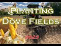 Planting corn  sunflowers for doves  dove farming 2023 part 2