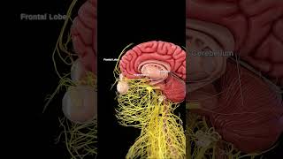 🧠 The Human Brain: The Command Center of the Body 🧠
