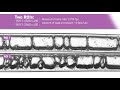 Phantom S641 with ROI – Processing 2 Cytometry Experiments at Once