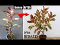 My SECRETS To Make RUBBER Plant BUSHY!