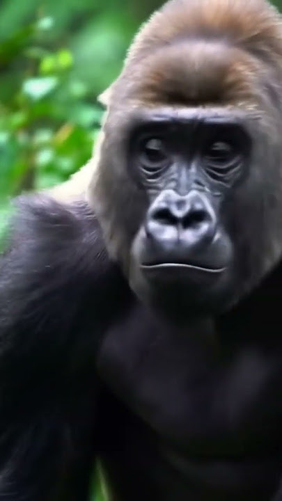 Gorilla dancing