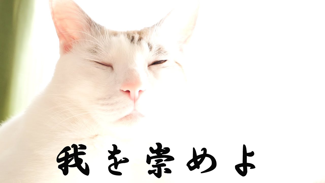 神々しい猫様 Youtube