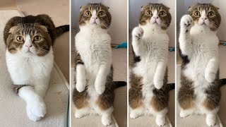 🐈本物の猫が招き猫をする動画 #shorts