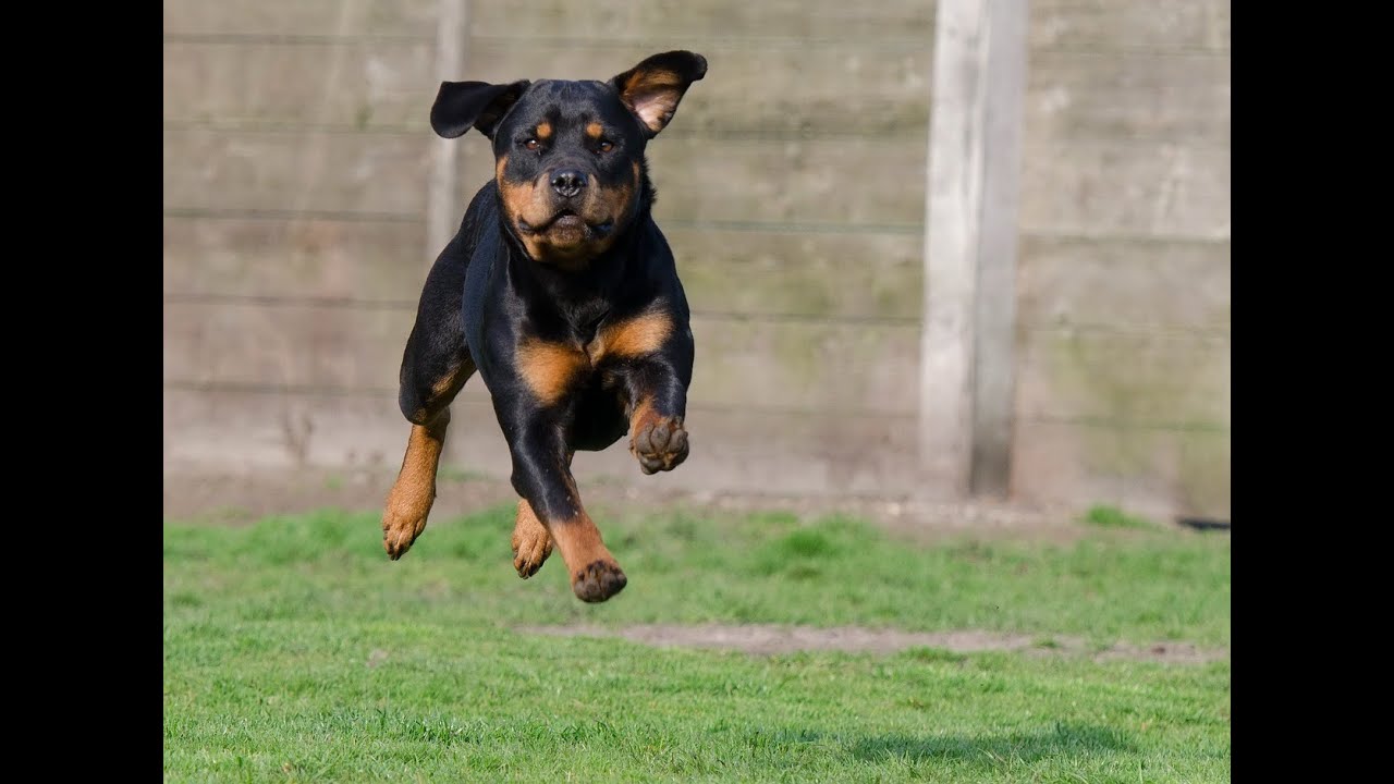 2019 year - How to Train a Rottweiler to Be a Guard Dog 2019 year