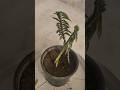 Pedilanthus or Jacob's ladder or centipede plant propagation #shortfeed #garden