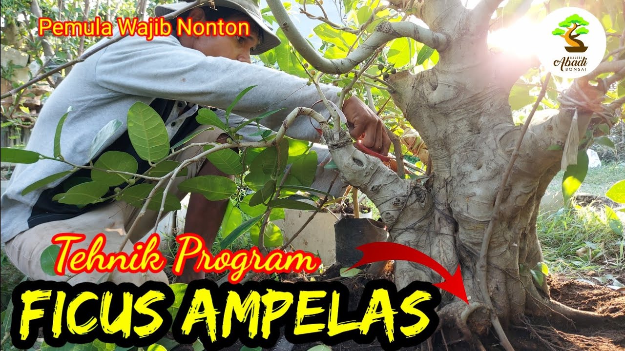 Ficus Amplas