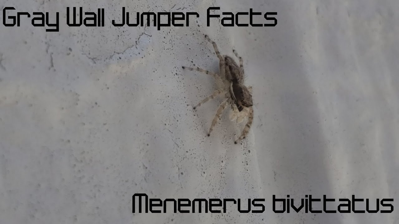 Facts about Gray Wall Jumper [Menemerus bivittatus] YouTube