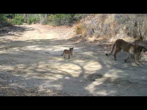 Mountain lion kittens