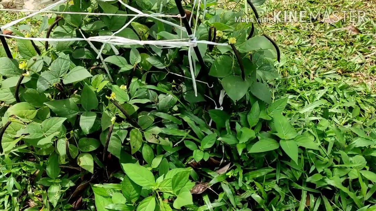 Inilah Rupa Sebenar Pokok Kacang Hijau A K A Pokok Taugeh Youtube