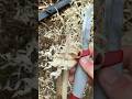 S#0106 ⚡ Morakniv HighQ Feather Stick Making Fuzz Stick Featherstick Curles Feathersticking Test