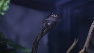 LIVE: My Giant Rainforest Canopy Vivarium Orchadia - Microsquirrels Spotted!
A livestream of my giant cloud rainforest canopy vivarium containing microsquirrels, ants, other tree insects, tropical plants, heckoes, frogs, arachnids, and more. Just a note that the timezone is the 12 hr opposite of EST (just swap AM and PM) as this vivarium is based in Southeast Asia. Enjoy! LIVE: My Giant Rainforest Canopy Vivarium Orchadia - Microsquirrels Spotted!