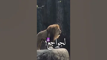 قالوا عني مش بتراجع تصميم حالات واتس مهرجانات2021 كوبي بست مشاريع لايت موشن 