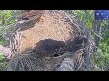 04:07 PM | Nest Cleanup: Finishing All Fish and Squirrel Remains 🐟🐿️🦅