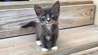 Tiny Kitten Asks Human for Help!