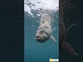 "The Ocean Had One Rule: Stay Down. It Just Broke It. | Anglerfish"