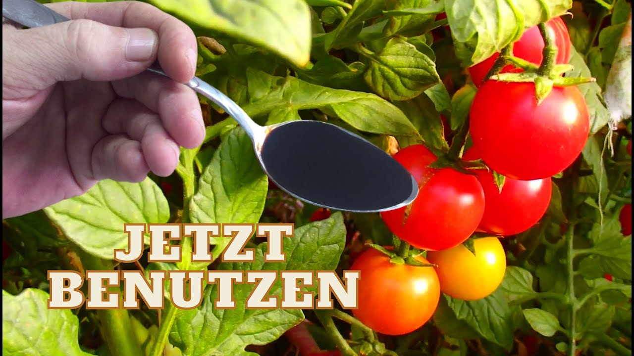 DNGE DEINE PFLANZEN NICHT, ohne DIES VORHER ZU SEHEN - YouTube