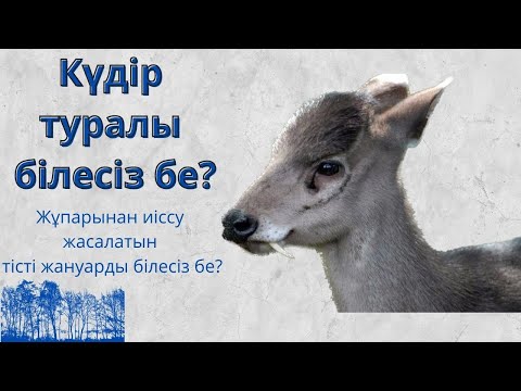 Видео: Азид нарс ургадаг уу?