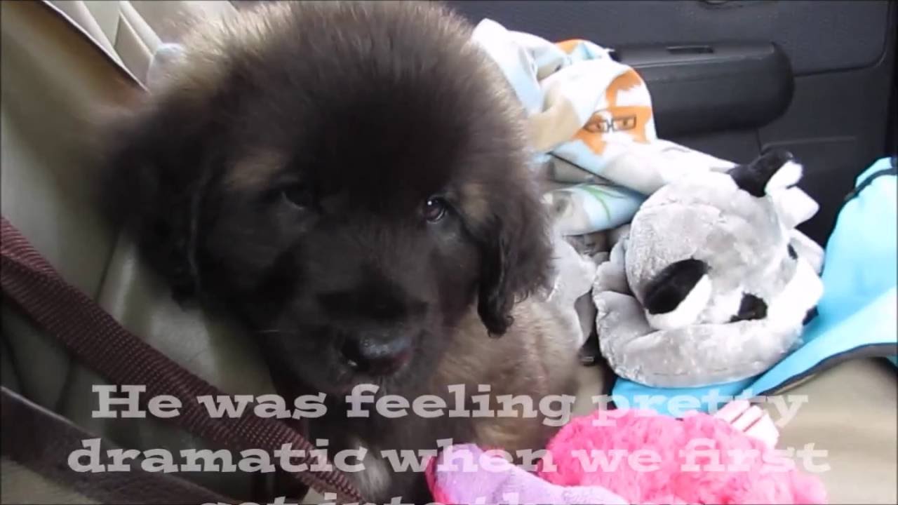 puppy paradise Welcome Home Remus!
