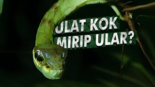 Mimikri Hebat Seekor Ulat | Penjelasan Ulat Mirip Ular, Snake Caterpillar