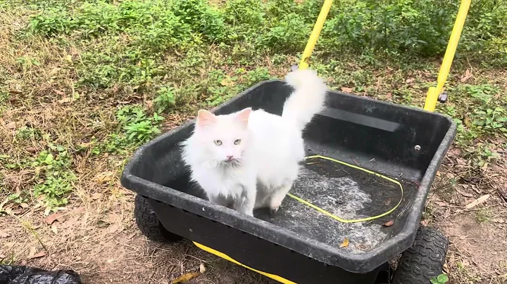 Video 6862871: turkish angora kitty, lovely turkish