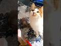 😽🤞 #adoreble #catvideo #kitten #pets #cutecat #funny #ytshorts #animals   #cat #dansing@kitty-crazy