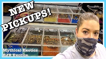 REPTILE SHOW | New Pickups at Reptile Family Expo Lebanon PA August (2020) | Ball Python Breeding