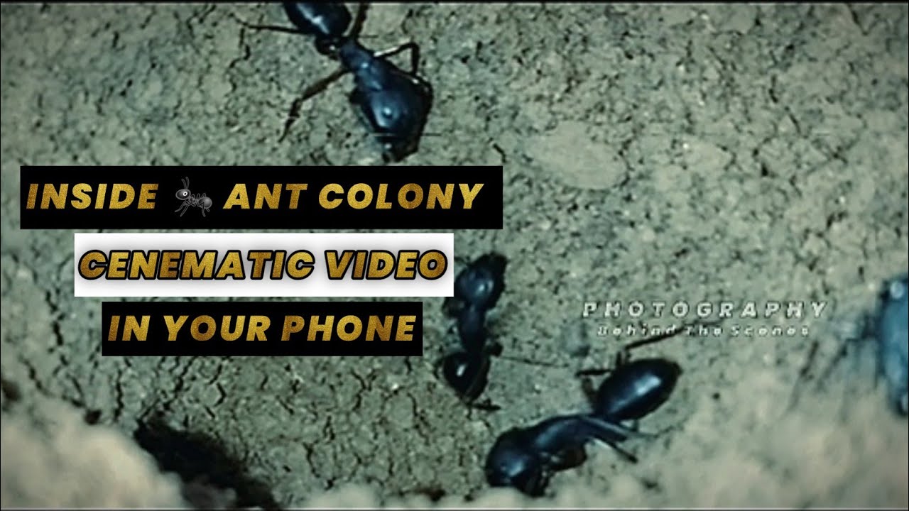 Inside ant colony | Cenematic status | Behind the scenes | Officialtapas | 