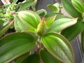 ノボタンの育て方 how to grow Melastomataceae