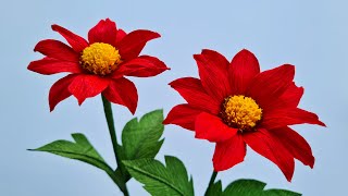 How To Make Mexican Sunflower Weed Paper Flower / Paper Flower / Góc nhỏ Handmade by Góc nhỏ Handmade 66,201 views 2 years ago 10 minutes, 25 seconds