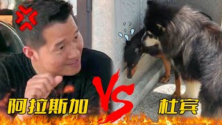 訓犬師怒斥主人沒資格養狗，居然借“排序”之名，放任四條狗在家廝殺